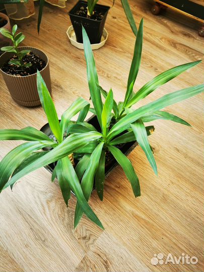 Юкка пальма, алое столетник комнатные цветы