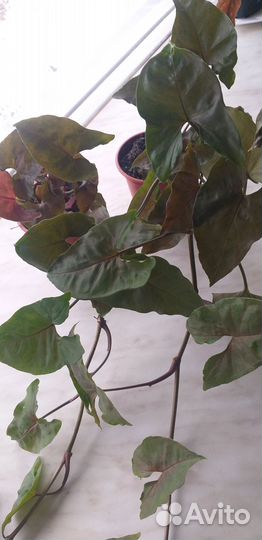 Сингониум Арон браун