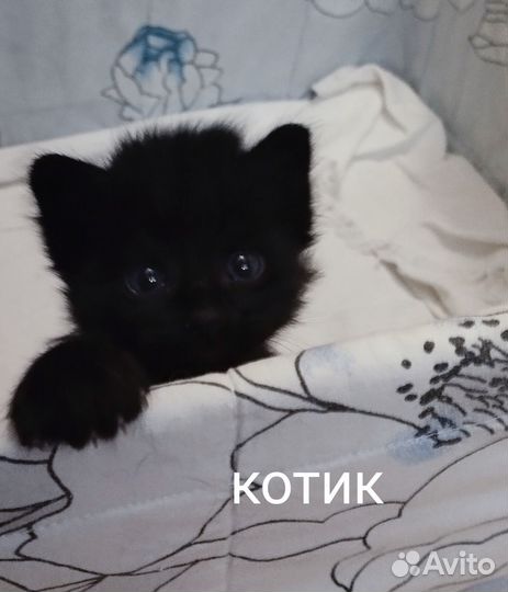 Котята в дар
