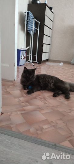 Коты майкуны 7 месяцев