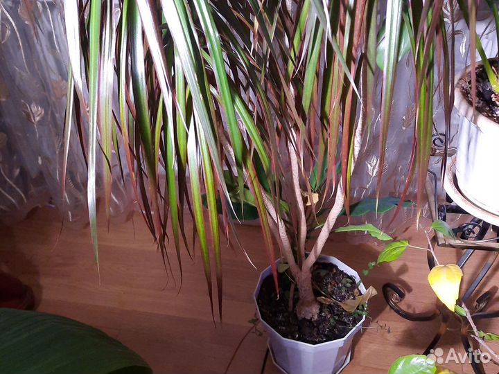 Пальма драцена