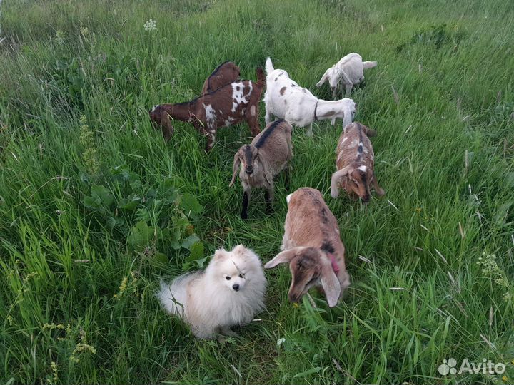 Продам козочек альпа-нубийцы