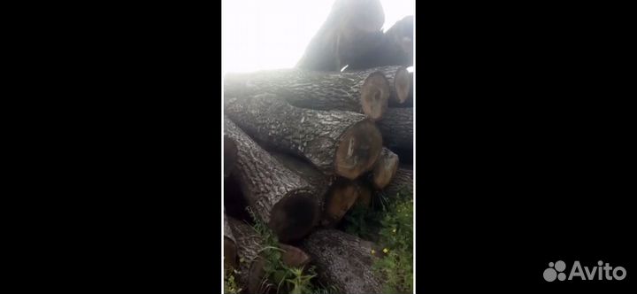 Лес кругляк дуб