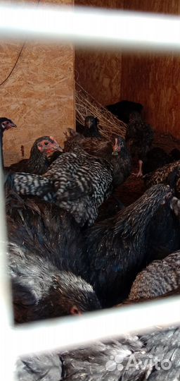 Цыплята помесь пород Джерси с Малинами воз 3 мес