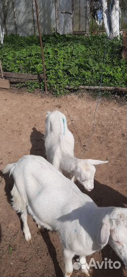 Зааненские козочки