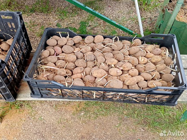 Семенной картофель