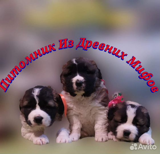 Московская сторожевая