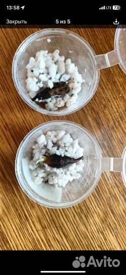 Спат-м для Ольги