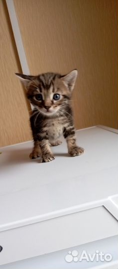 Отдам в добрые руки бенгальских котята