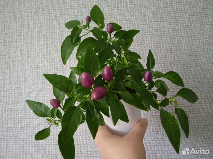 Острый перец