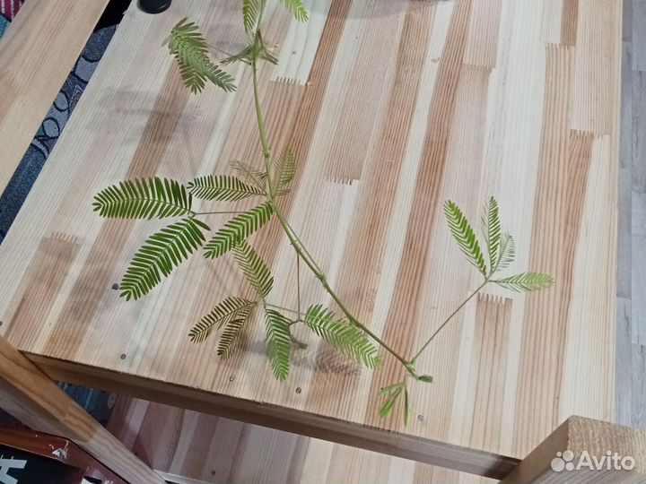 Мимоза стыдливая