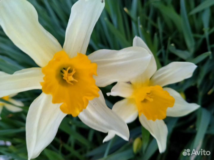 Нарциссы