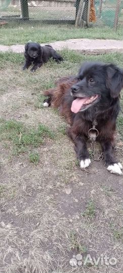 Щенок маленькой собаки в добрые руки