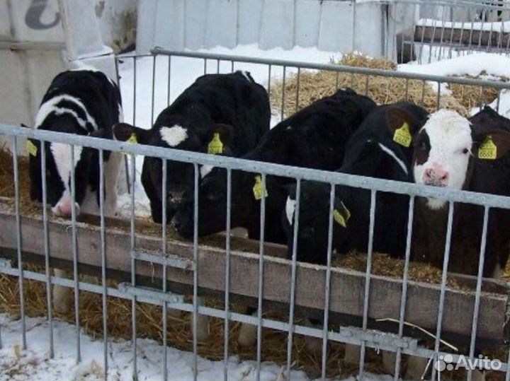 Бычки и телята