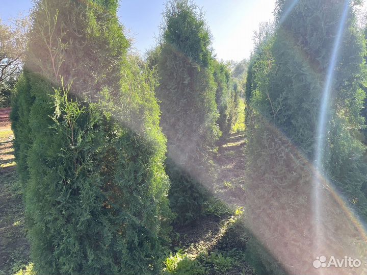 Туя пирамидальная 187см