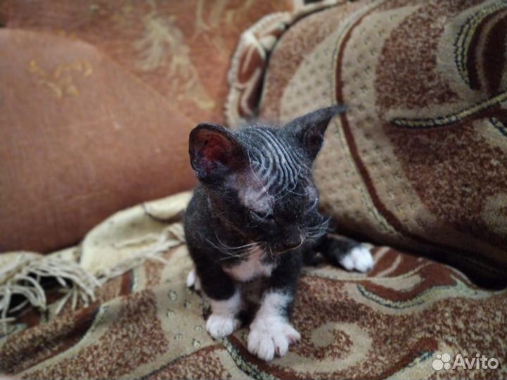 Котята. Донской сфинкс (Браш)