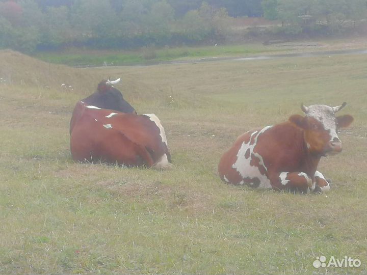 Корова, бычек и тёлка
