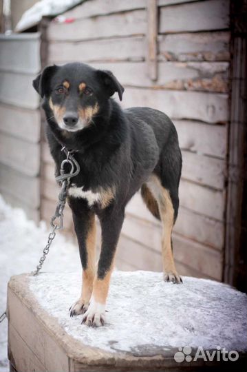 Девочка Тайга