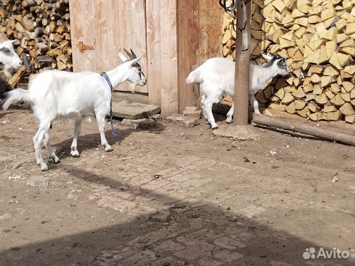 Коза дойная