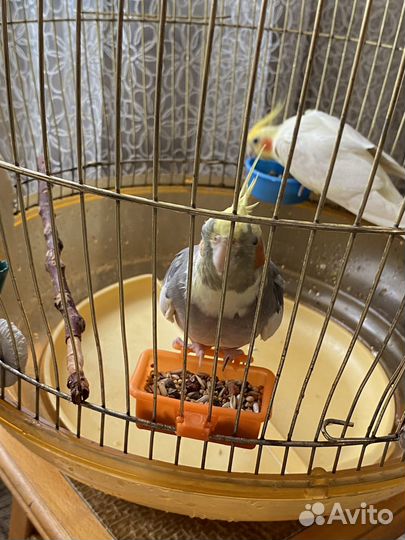 Попугаи корелла с клеткой