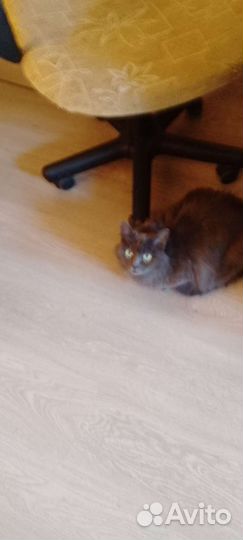 Кошка в дар бесплатно