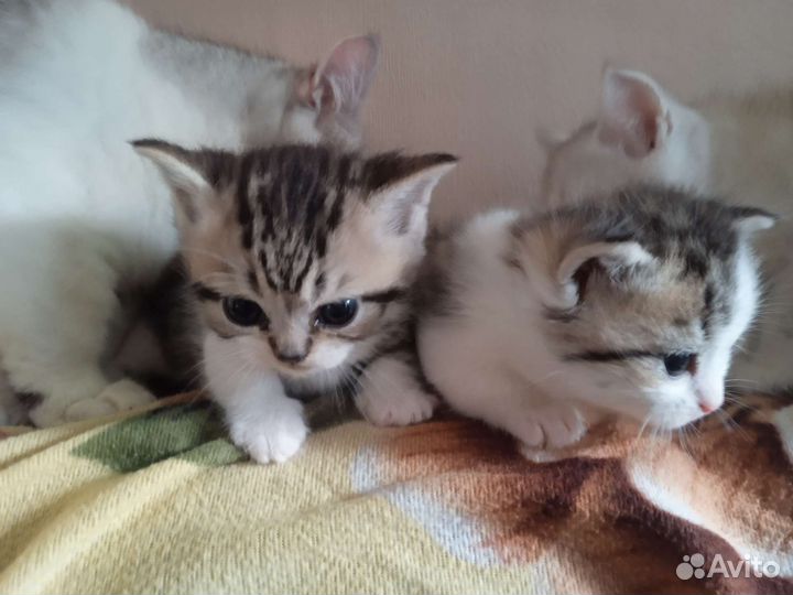 Полосатые манчкин котята