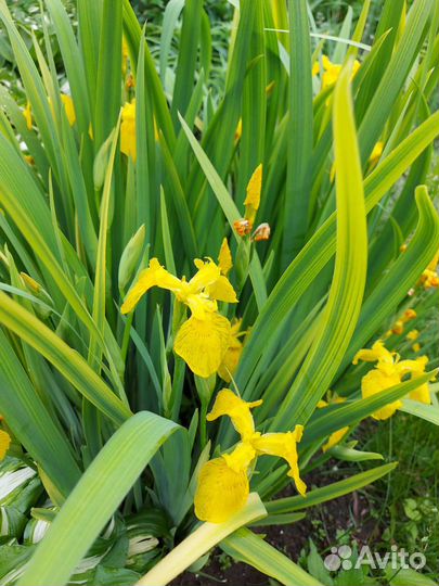 Ирис желтый