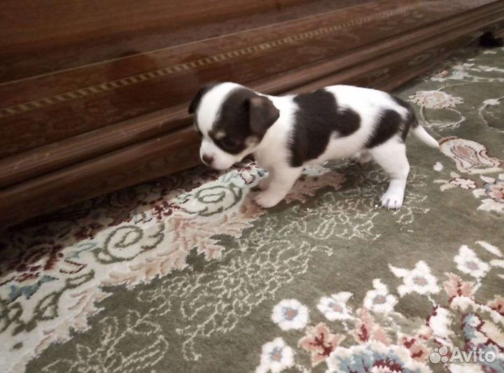 Щенки чихуахуа мини мальчик