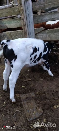 Коровы и бычок