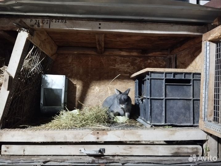 Клетка для кроликов