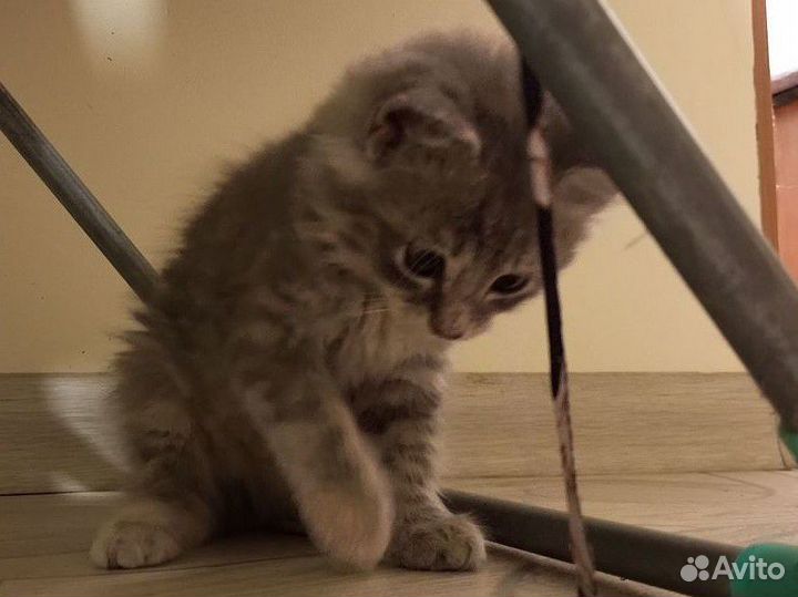 Котëнок который приносит радость