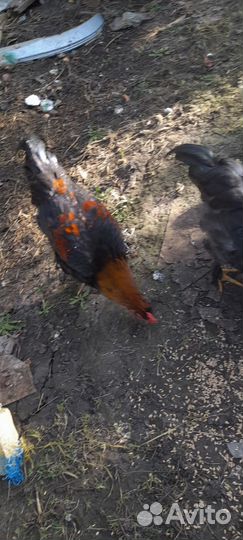 Петухи