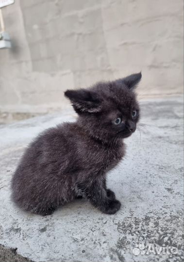 Кошка в дар