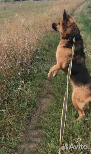 Овчарка помесь