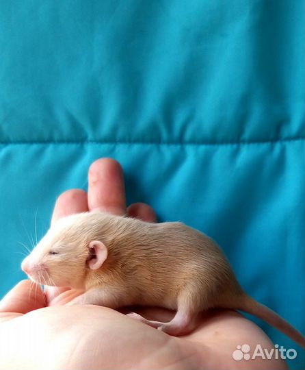 Крысята дамбо девчонки