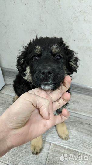 Собака в добрые руки маленькая порода
