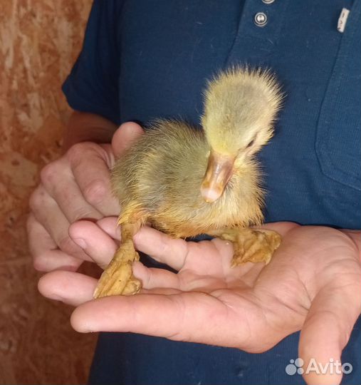 Гусята элитные