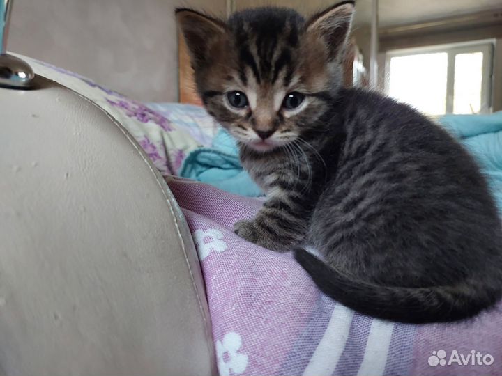 Кошка в дар бесплатно