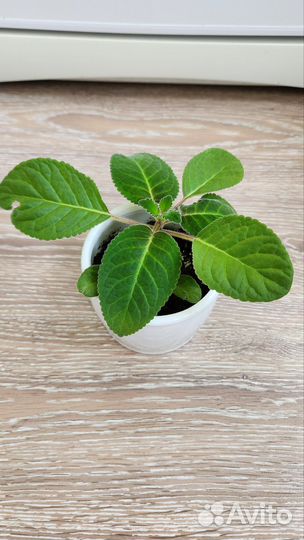 Глоксиния тидея