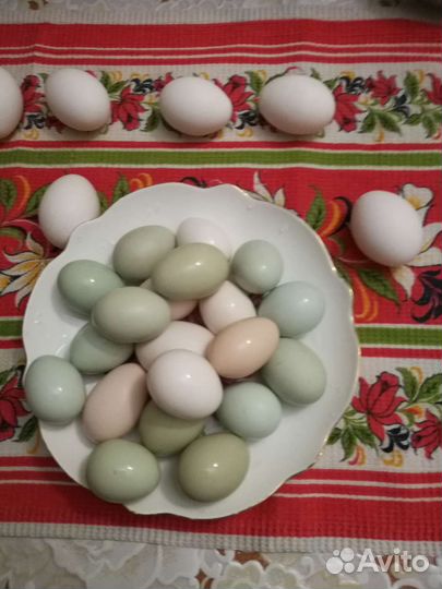 Куры несушки и молодки