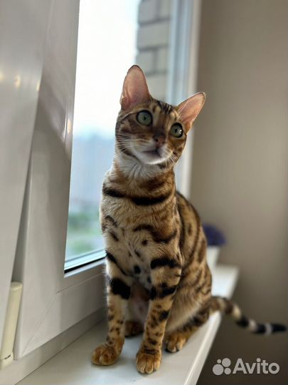 Бенгальская кошка
