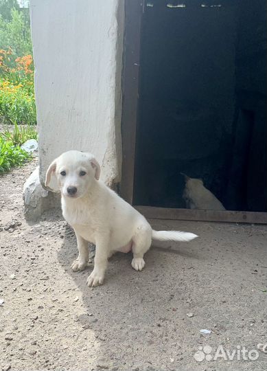 Щенки дворняги