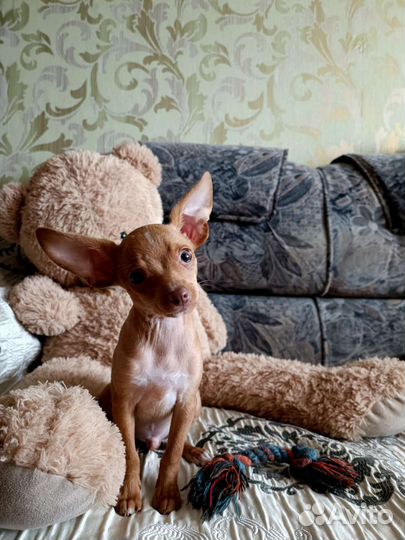 Мини той-терьер щенки