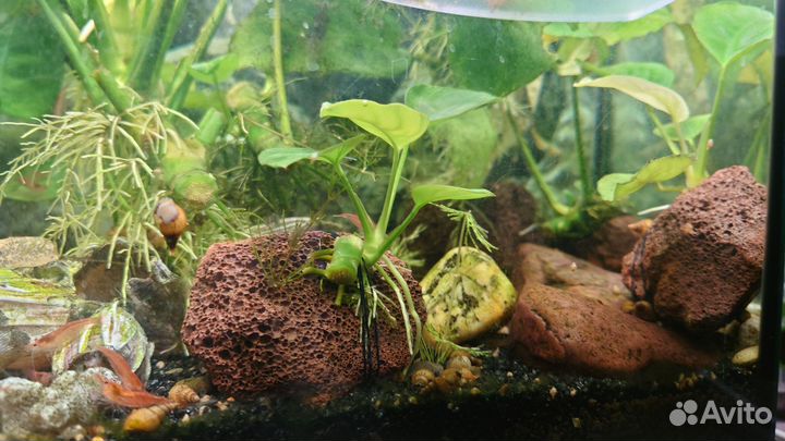 Анубиас на лаве