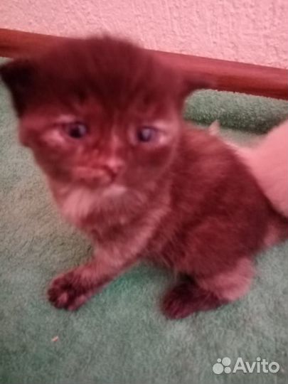 Кошка с котятами