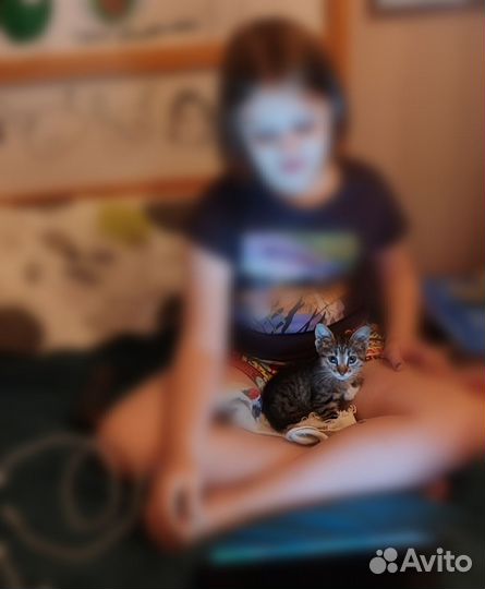 Котенок-девочка Печенька ищет маму