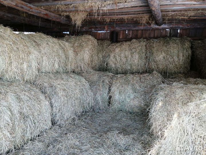 Продам сено в рулонах