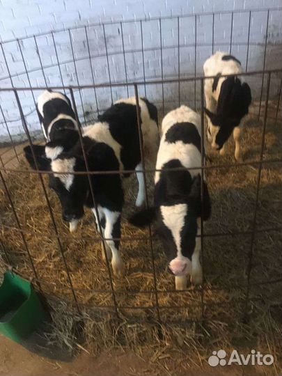 Телята бычки