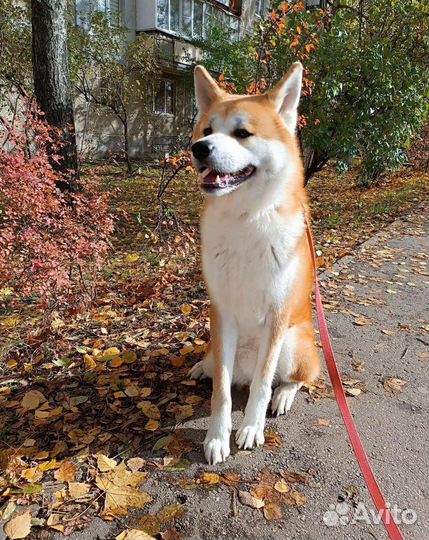 Акита ину, японская акита вязка