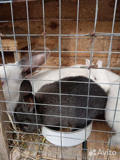 Кролики мясных пород